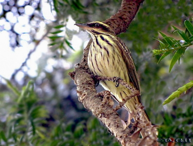 BENTEVEO RAYADO (Myiodynastes maculatus) - Jardin Botánico-MONTEVIDEO (Diciembre 2010)